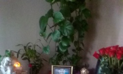 $8 for $15 Worth of Services — Psychic Reading-Love Specialist