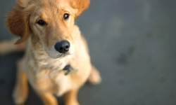 One or Five Four-Hour Mobile Dog Daycare Sessions from wooftidoo Pet Services (58% Off)