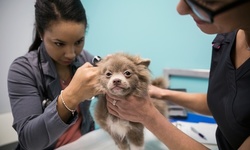 Pet Care Packages for Dog or Cat at Best Friends Pet Hospital (Up to 42% Off). Two Options Available.