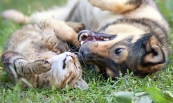 Up to 10% Off at French Dog Grooming