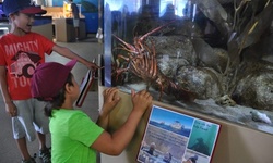 One, Two, or Four Aquarium Memberships at Santa Monica Pier Aquarium (Up to 51% Off)