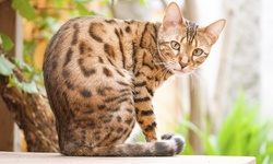 Up to 50% Off at Soft Paws LLC