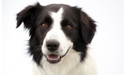 Up to 42% Off on Kennel / Pet Boarding at Doggy Daycare