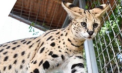 5-Minute Serval Cub Encounter for One Adult or Child at Zoological Wildlife Foundation (Up to 25% Off)