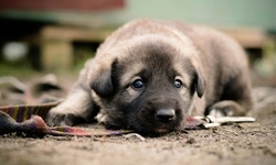 Dog Collar Workshop with Beverage for One or Two People at Pampered Pets Only (Up to 50% Off)