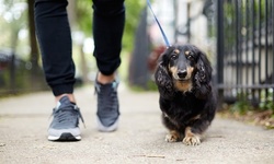 One Dog-Sitting Slumber Party for One or Three Nights from Who Let The Dogz Out (Up to 57% Off)