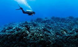 $166 for Night Diving Course at Ocean Gear ($200 Value)