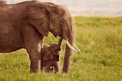 Zoology or Cryptozoology Course from Centre of Excellence (Up to 96% Off)