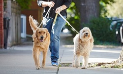 Eight Individual Pet Sitting or Dog Walking Visits or One-Month Membership from Dasher Pet Care (Up to 53% Off)