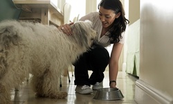 Up to 50% Off at Oaksprings Aussies & Pet Sitting