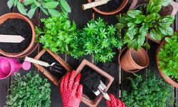 Online Growing Food in Small Gardens Certification Course from Trendimi (94% Off)