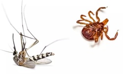 Three or Five All-Natural Exterior Mosquito Treatments from Pied Piper Pest Control (Up to 50% Off)