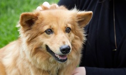 $25 for $45 Worth of Dog Day Care services — Home Away From Home Pet Services