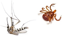 2 Exterior Mosquito and Tick Abatement Treatments for Up to 0.5 Acre or 1 Acre at Mosquito Squad (Up to 51% Off)