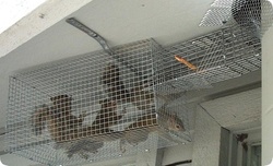 $450 Off $600 Worth of Pest Control Service - Rodent