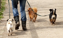 Five 30-Minute GPS Tracked Pet Walks from Matt Walks Dogs (45% Off)