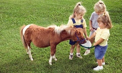 One Session of Pony Camp for One Child at Pony Tales Farm (Up to 50% Off). Two Options Available.