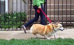 One or Three 30-Minute Dog Walks from Pet Central DFW (58% Off)