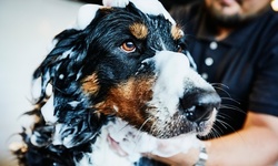 Up to 10% Off on Pet - Grooming / Salon at Mr. Speck's Playhouse