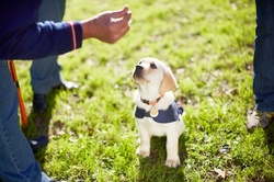 Up to 70% Off on Online Pet Care Course at Alpha Academy