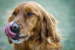 $92 for a 90-Minute Dog Photo Shoot with a CD of Images from Bryan Williams Photography ($250 Value)