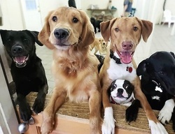 $76 for Five Days of Doggy Day Camp at Best Friends Pet Hotel ($120 Value)