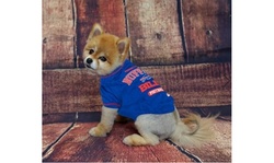 NFL Pet T-Shirts Teams A-I