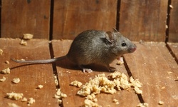 General Pest Control or Rodent Control Treatment from M&M Pest and Wildlife (Up to 50% Off)