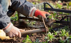 $36 Off $60 Worth of Landscaping