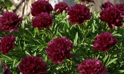 Black Raspberry Peony Bare Roots (3, 6, or 12pk w/ Planting Tool)