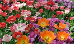 Ground Cover Tulip Flower Bulbs (12pk, 24pk, 60pk With Planting Tool)