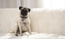 Free Shipping Sitewide + Get 24 Months Promotional Financing! Lovesac Coupon