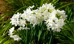 Paperwhite Fragrant Flower Bulbs (6pk, 12pk, 24pk-With Planting Tool)