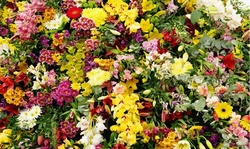 Pollinator Garden Party Mixed Flower Bulbs (100pk, 200pk, 400pk w/Planting Tool)