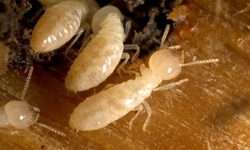 Subterranean Termite Treatment for up to 3,500 Sq Ft from Freedom Termite & Pest Control (50% Off)
