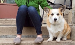 One, Five, or Ten 20-Minute Dog Walks from Teezy Walks Reston (Up to 48% Off) 