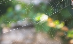 Up to 57% Off on Pest Control Service - General at JP’S Fire Bugs, LLC