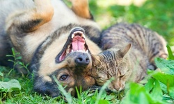 Up to 70% Off on Vet at Neighborhood Pet Hospital