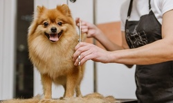 Full Bath Package for Small, Medium, or Large Dog at The Paws Paradise (Up to 55% Off)