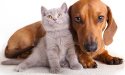 Annual Physical Exam with Shots for Dog or Cat at PetCheck Animal Clinic (Up to 58% Off)