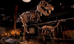 General Admission for 1, 2, 4, or 6 at Houston Museum of Natural Science at Sugar Land (Up to 34% Off)  