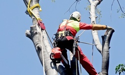 Up to 10% Off on Tree Trimming at Key Lawns