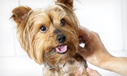 One-Day Doggie-Daycare Package or Three Nights of Dog Boarding at The Downtown Dog Resort & Spa (Up to 61% Off)