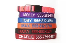 One or Two Personalized Dog Collars from Qualtry (Up to 77% Off)