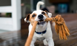 Pet Boarding for a Small or Large Dog at Amigo Animal Hospital (Up to 50% Off). Eight Options Available.