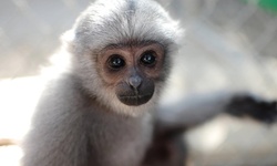 Admission for One, Two, or Four or Private Tour for Up to Ten at Gibbon Conservation Center (Up to 62% Off)