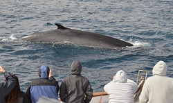 Dolphin and Whale Watch Cruise for 1, 2, 4, 6, or 10 People at San Diego Whale Watch (Up to 60% Off)
