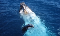 Whale Watching Tickets from Ocean Explorer Cruises (Up to 70% Off). Eight Options Available.