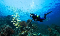 Scuba Diving Experience for Two, Three, or Four or Private Session for One from Catalina Scuba (Up to 20% Off)