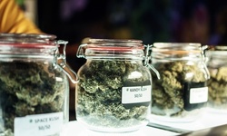 Online Marijuana Growology Course for One or Two with The Growology School (Up to 95% Off)